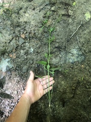 Ranunculus allegheniensis