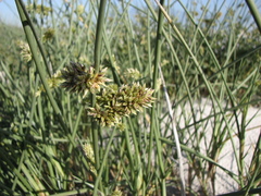 Cladoraphis cyperoides