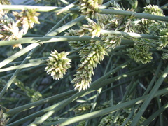 Cladoraphis cyperoides