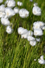 Eriophorum scheuchzeri