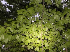 Castanea mollissima