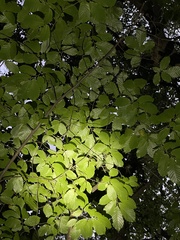 Castanea mollissima