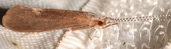 Ceraclea tarsipunctata