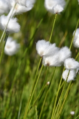 Eriophorum scheuchzeri