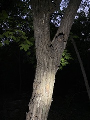 Castanea mollissima