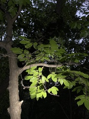 Castanea mollissima