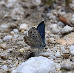 Polyommatus eros
