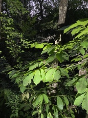 Castanea mollissima