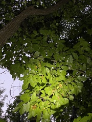 Castanea mollissima