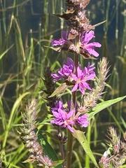 Lythrum salicaria