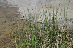 Juncus arcticus