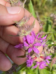 Lythrum salicaria