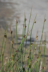 Juncus arcticus