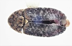 Dermestes undulatus