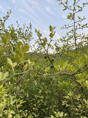 Citrus trifoliata