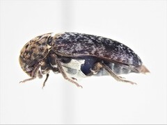 Dermestes undulatus
