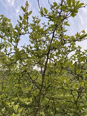 Citrus trifoliata