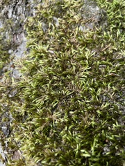 Leucodon andrewsianus