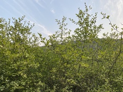 Citrus trifoliata