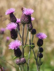 Cirsium arvense