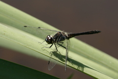 Sympetrum danae