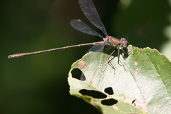 Chalcolestes viridis