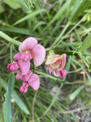 Lathyrus sylvestris