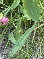 Lathyrus sylvestris