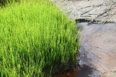 Equisetum arvense