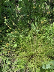 Carex athrostachya