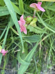 Lathyrus sylvestris