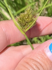 Carex athrostachya