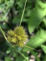 Carex athrostachya