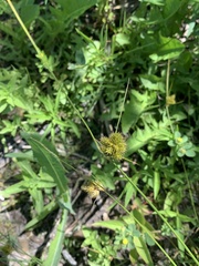 Carex athrostachya
