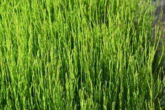 Equisetum arvense