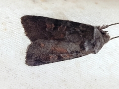 Lacinipolia lustralis