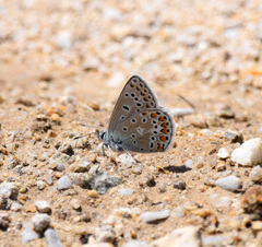 Polyommatus eroides