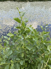 Alnus glutinosa
