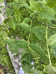 Fraxinus pennsylvanica