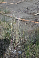 Arctagrostis arundinacea