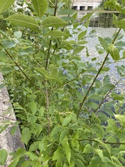 Fraxinus pennsylvanica