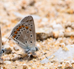 Polyommatus eroides