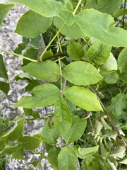 Fraxinus pennsylvanica