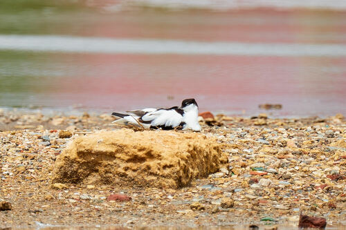 Avocette élégante