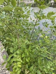 Fraxinus pennsylvanica