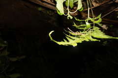 Spinoparapachymorpha spinosa