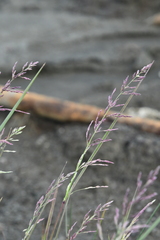 Arctagrostis arundinacea