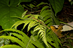 Spinoparapachymorpha spinosa