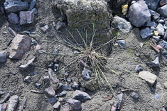 Puccinellia sibirica