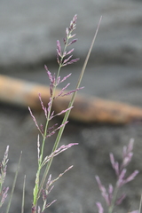 Arctagrostis arundinacea